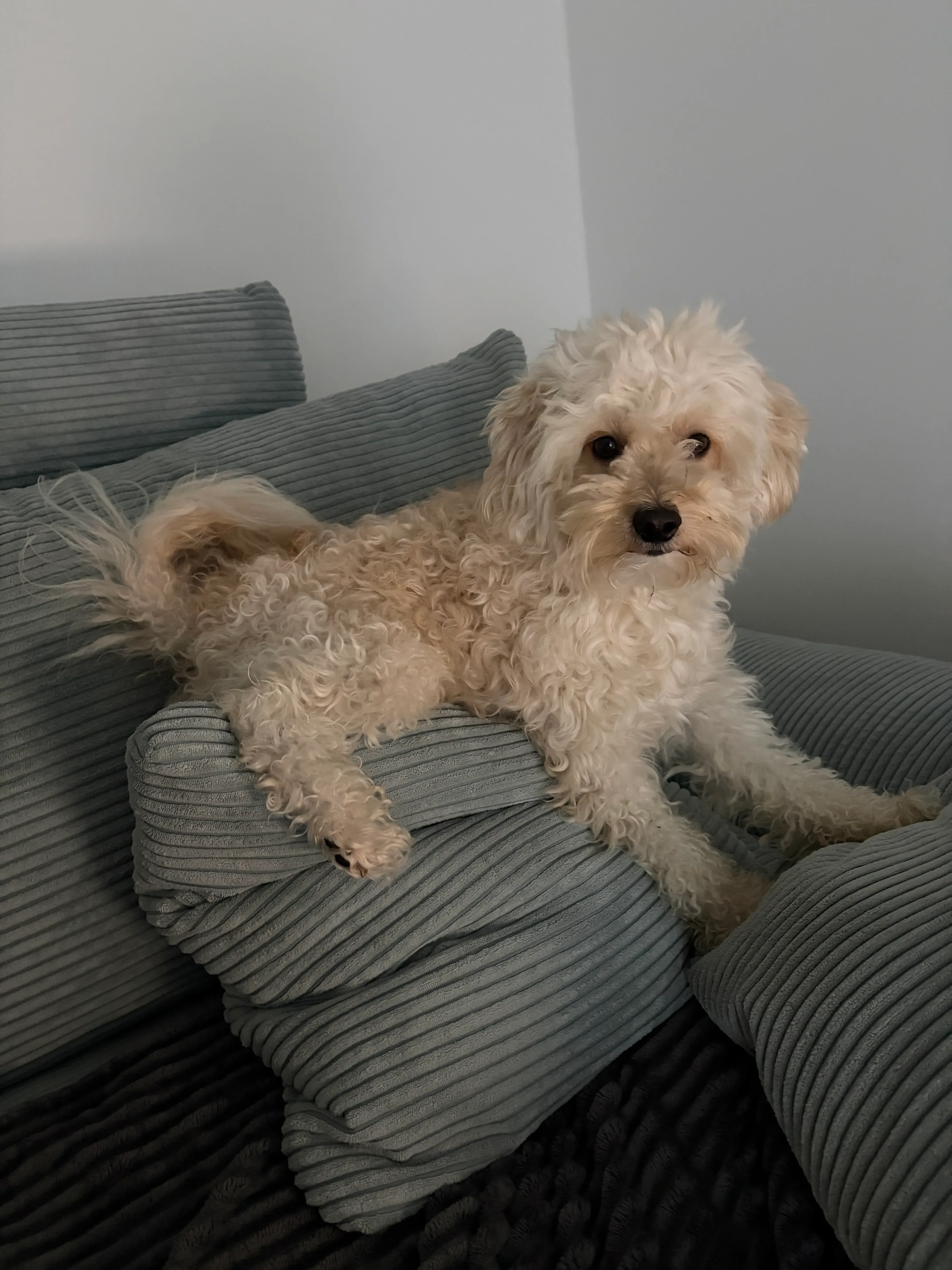 Originalfoto eines Hundes